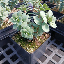 Sedum x Vera Jameson 1Q