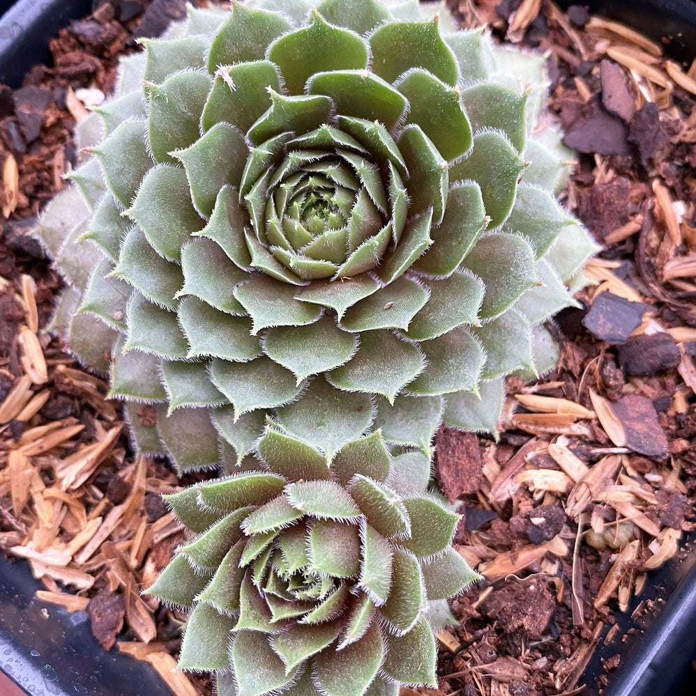 Sempervivum Premium Mix 3.25