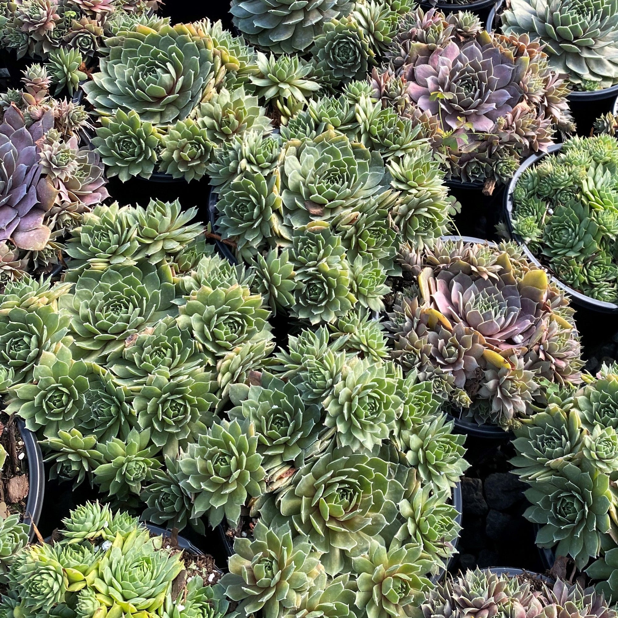 Sempervivum Premium Mix 3.25