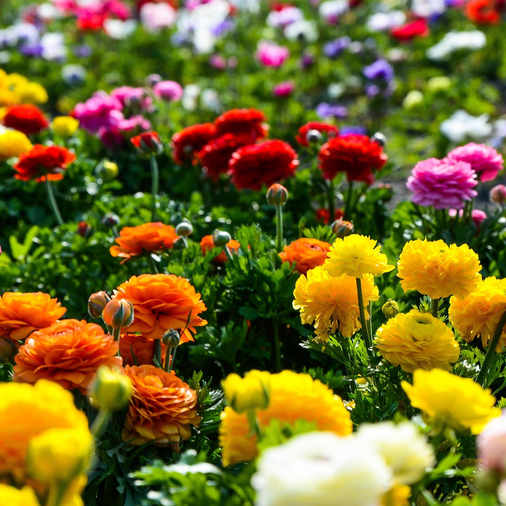Tecoye Ranunculus Ranunculus - Tecolote Rainbow Mix: 10 Corms