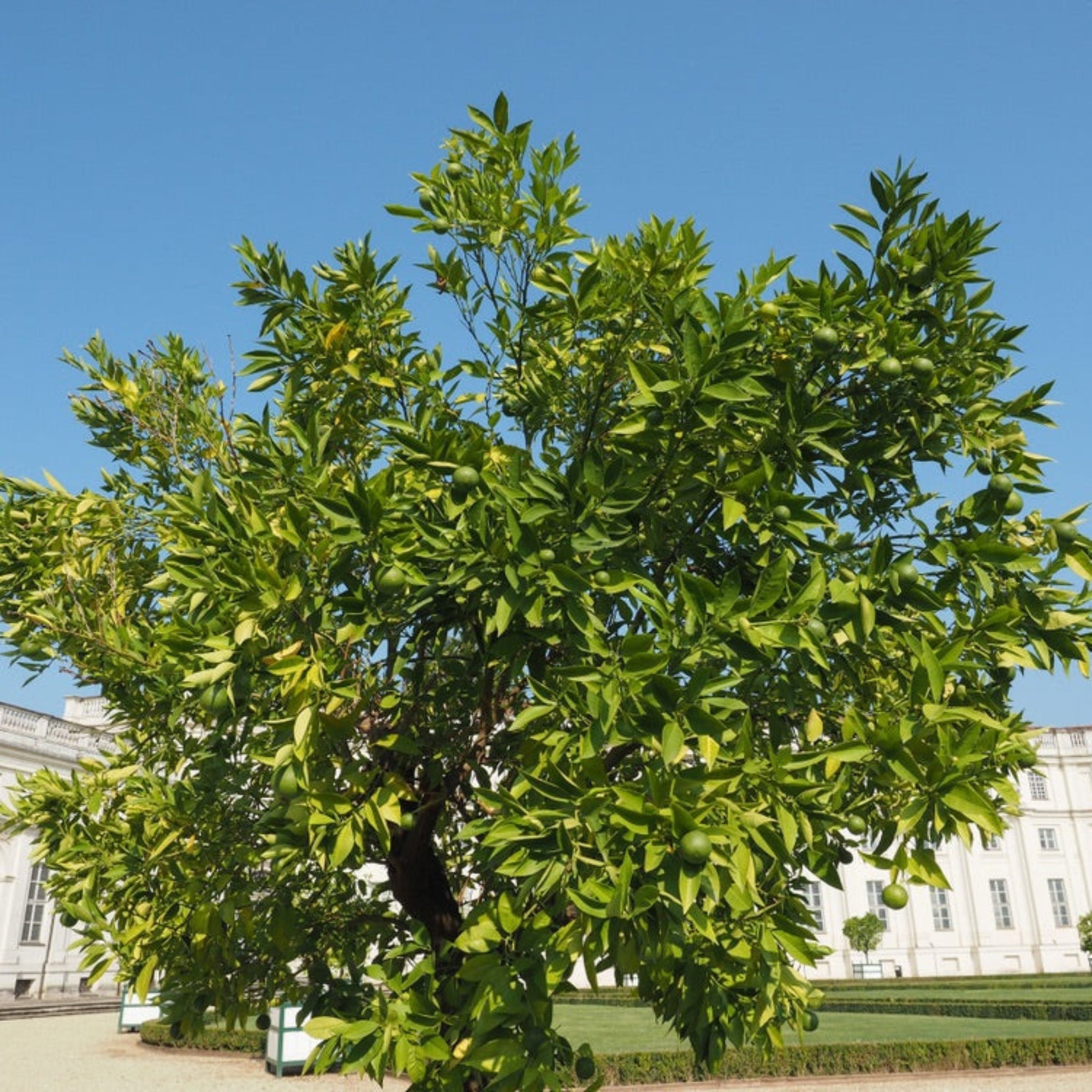 Persian 'Bearss' Lime Tree