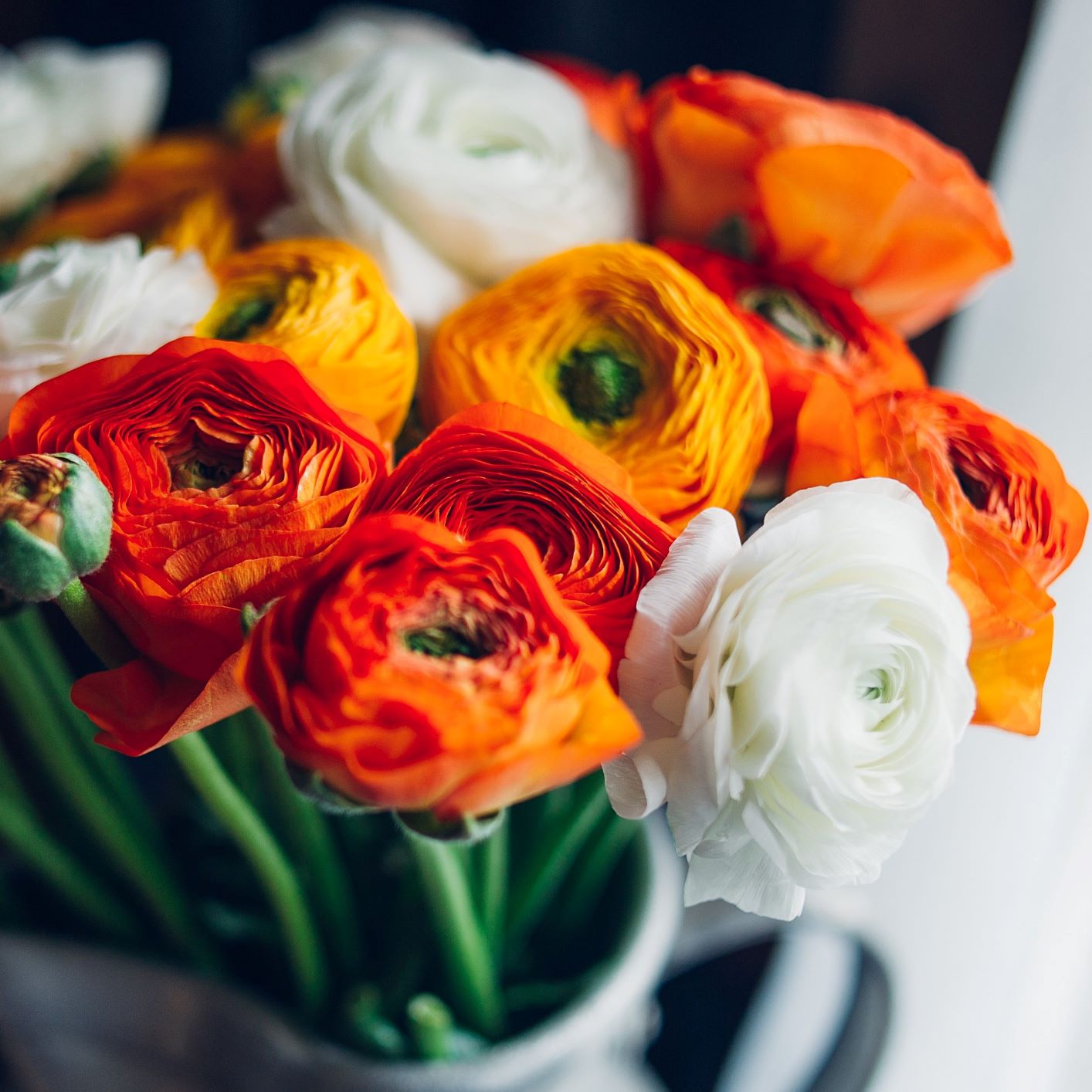Ranunculus - Tecolote Fire & Ice Collection