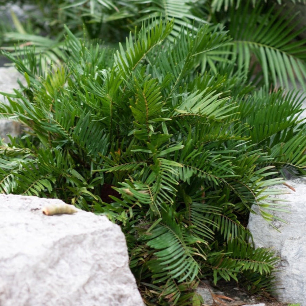 Coontie Palm