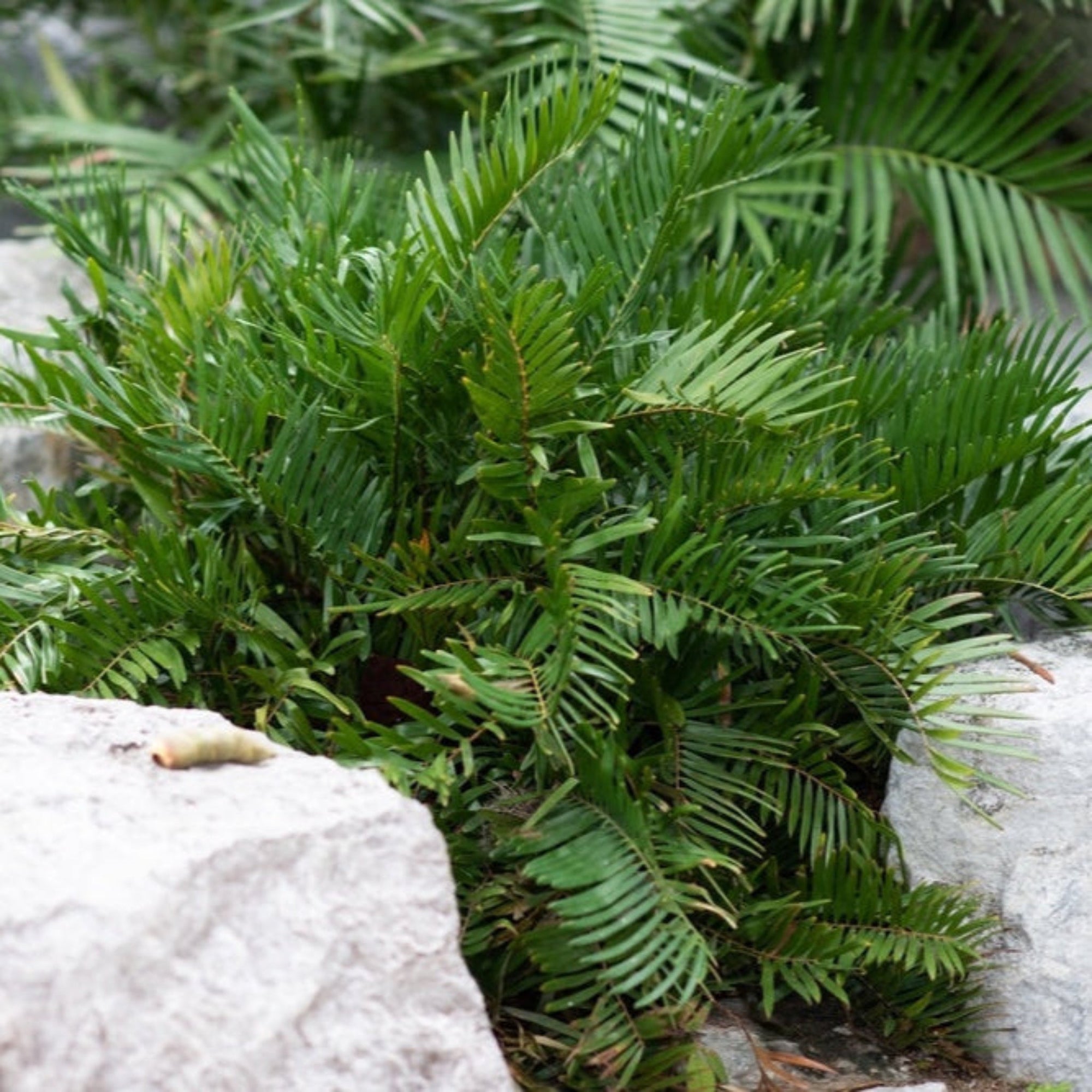 Coontie Palm