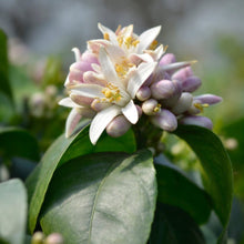 Improved Meyer Lemon Tree