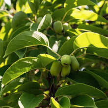 Prolific Kiwi