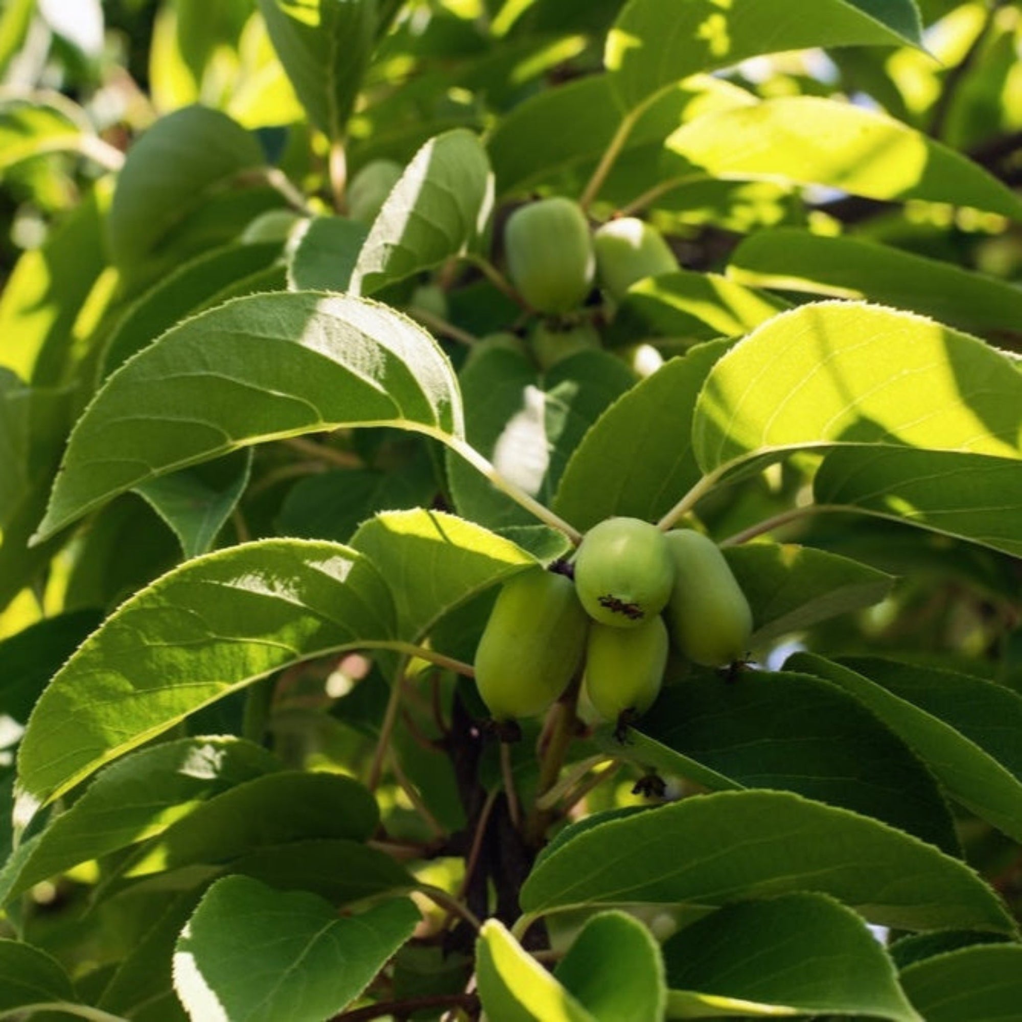 Prolific Kiwi