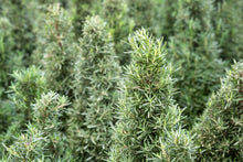 Tuscan Blue Rosemary