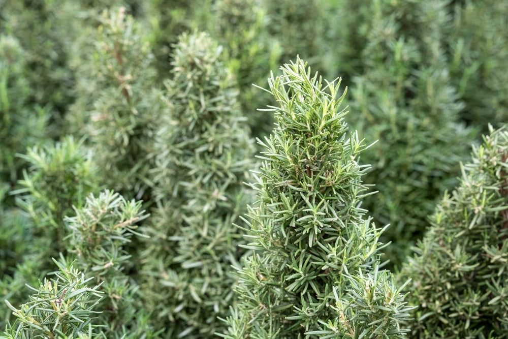 Tuscan Blue Rosemary