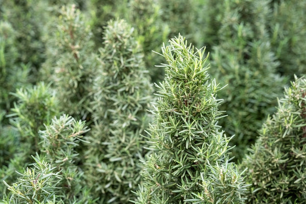 Tuscan Blue Rosemary
