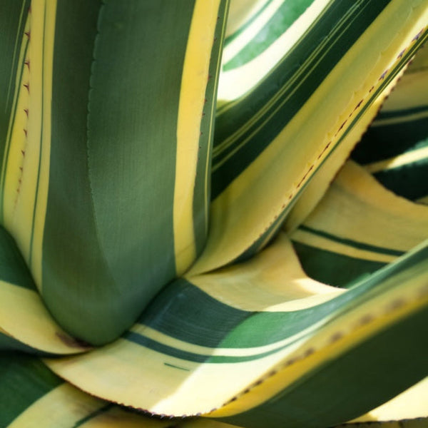 Agave Americana ‘Mediopicta Alba’