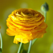 Ranunculus - Tecolote Yellow