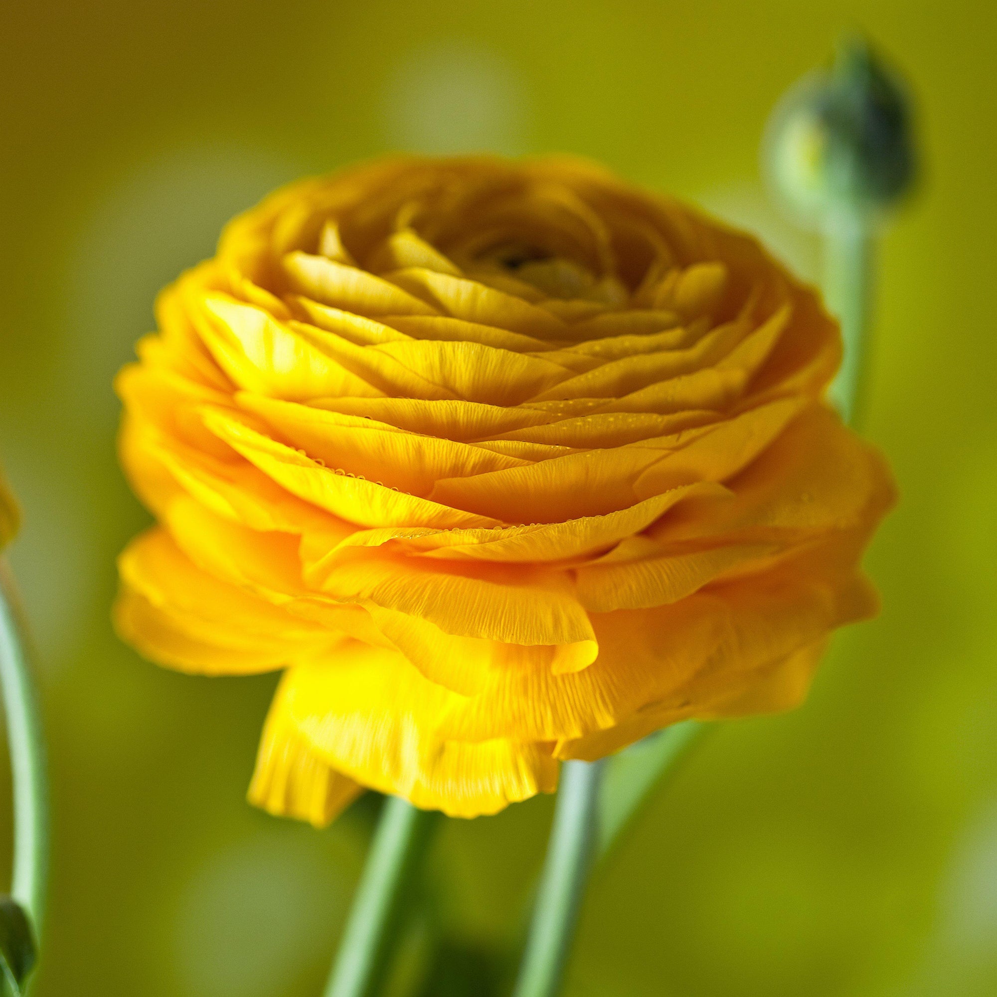 Ranunculus - Tecolote Yellow