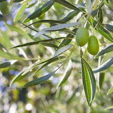Olive Tree (TS)