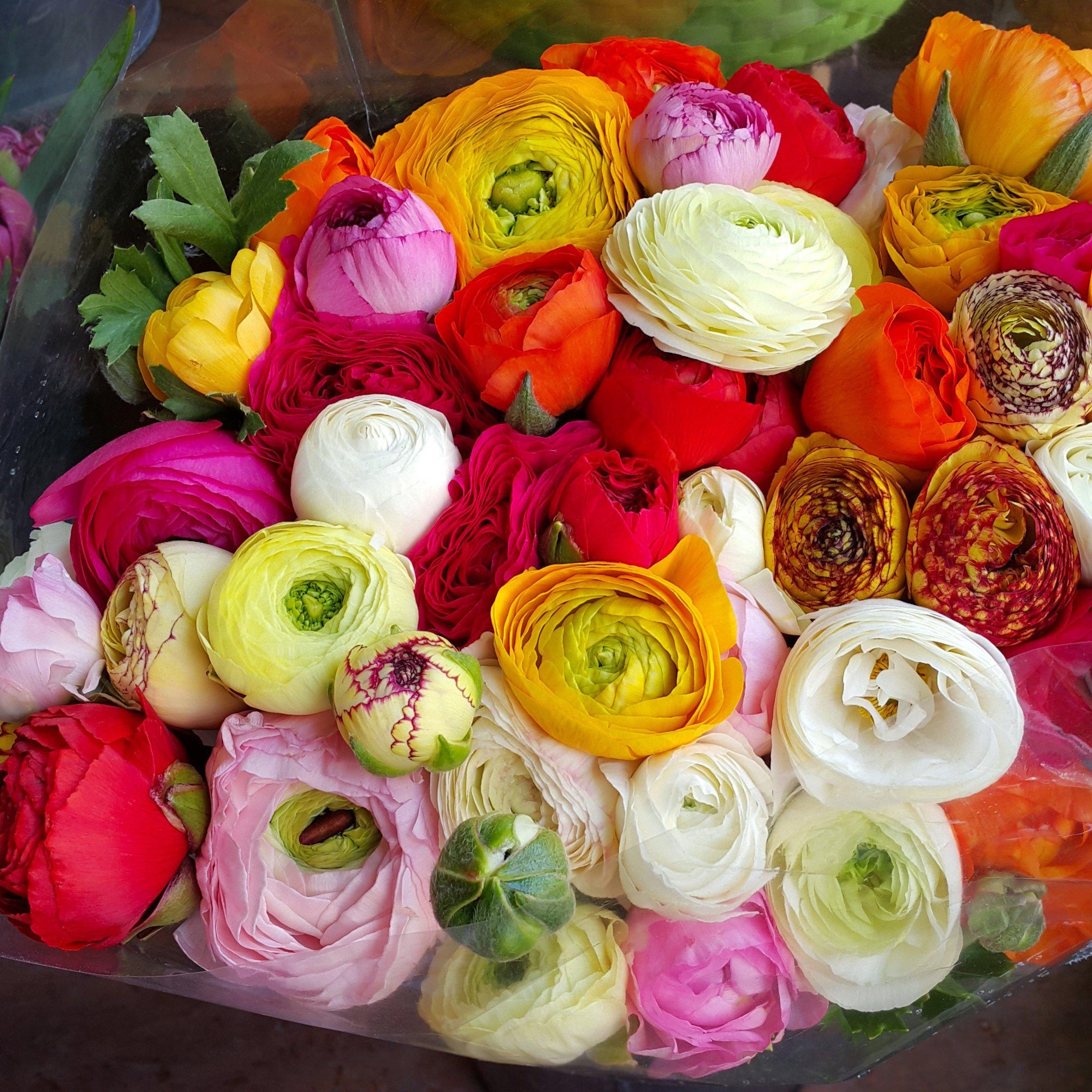 Ranunculus - Tecolote Flower Fields Collection