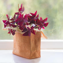 Oxalis - Triangularis Purple Shamrocks