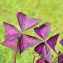Oxalis - Triangularis Purple Shamrocks