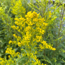 Solidago odora 1G