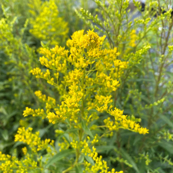 Solidago odora 1G