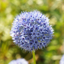 Allium - Azureum Blue of the Heavens