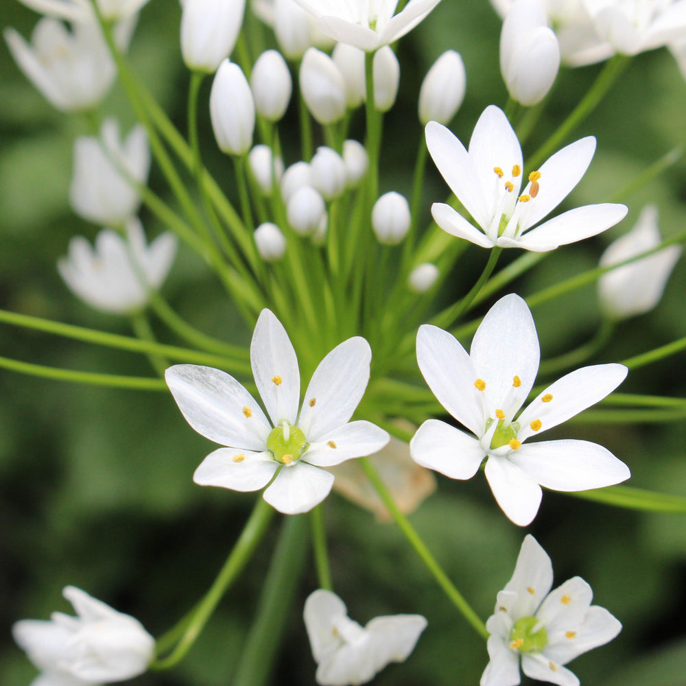 Allium - Neapolitanum Naples Garlic