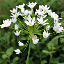 Allium - Neapolitanum Naples Garlic