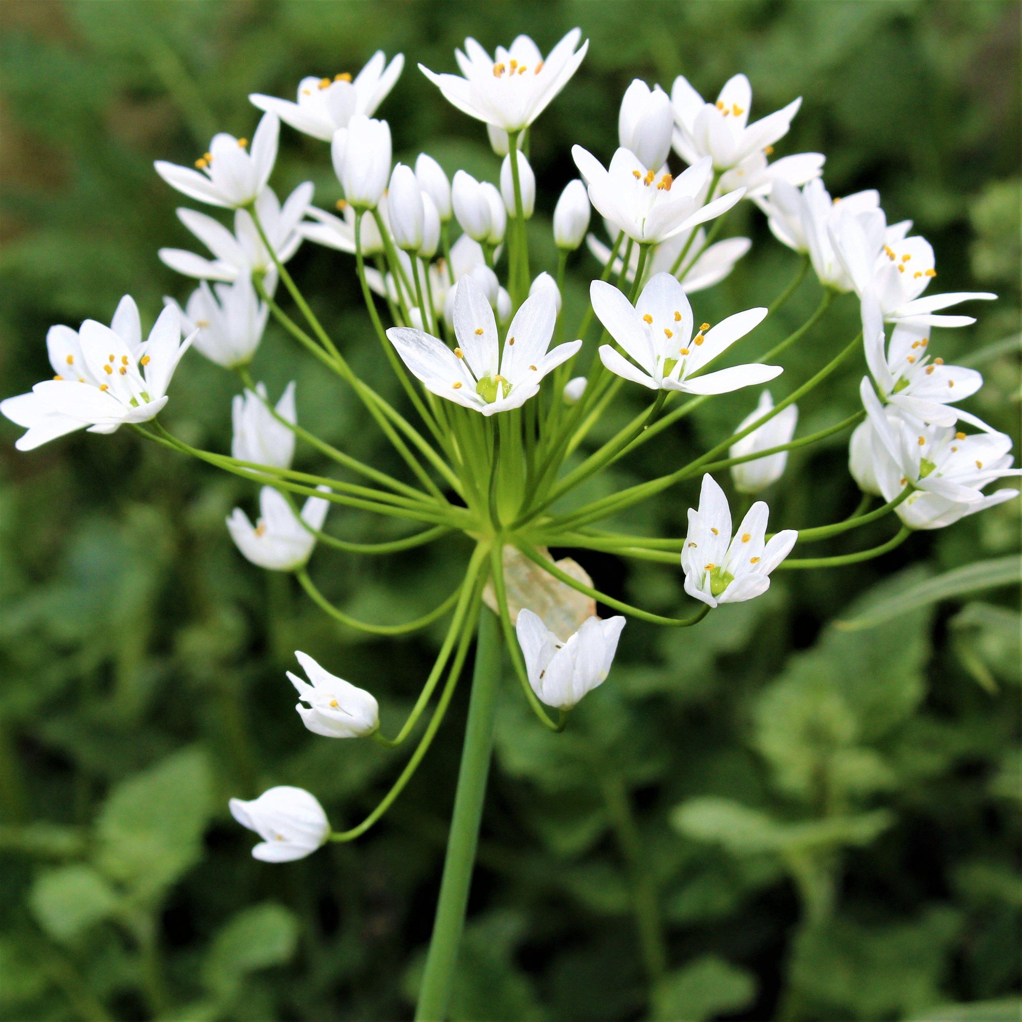 Allium - Neapolitanum Naples Garlic