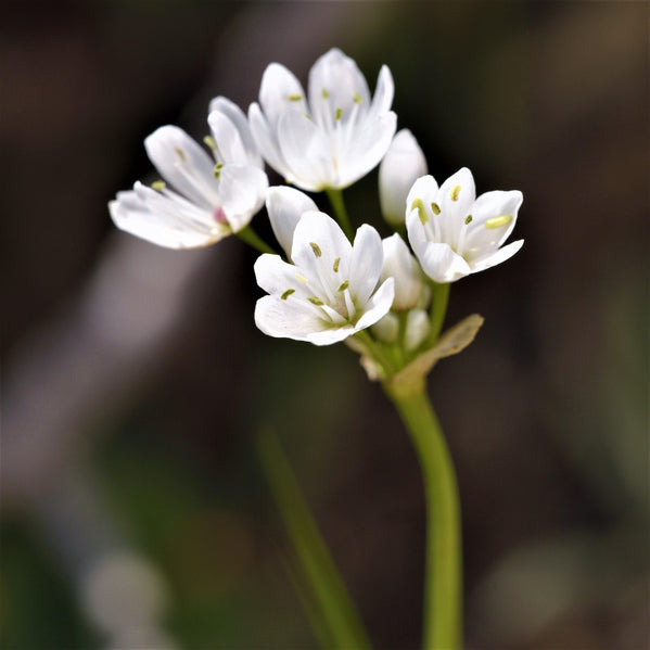 Allium - Neapolitanum Naples Garlic