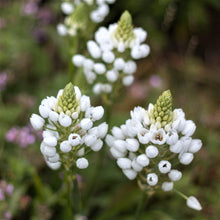 Allium - Neapolitanum Naples Garlic
