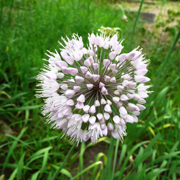 Allium - Neapolitanum Naples Garlic
