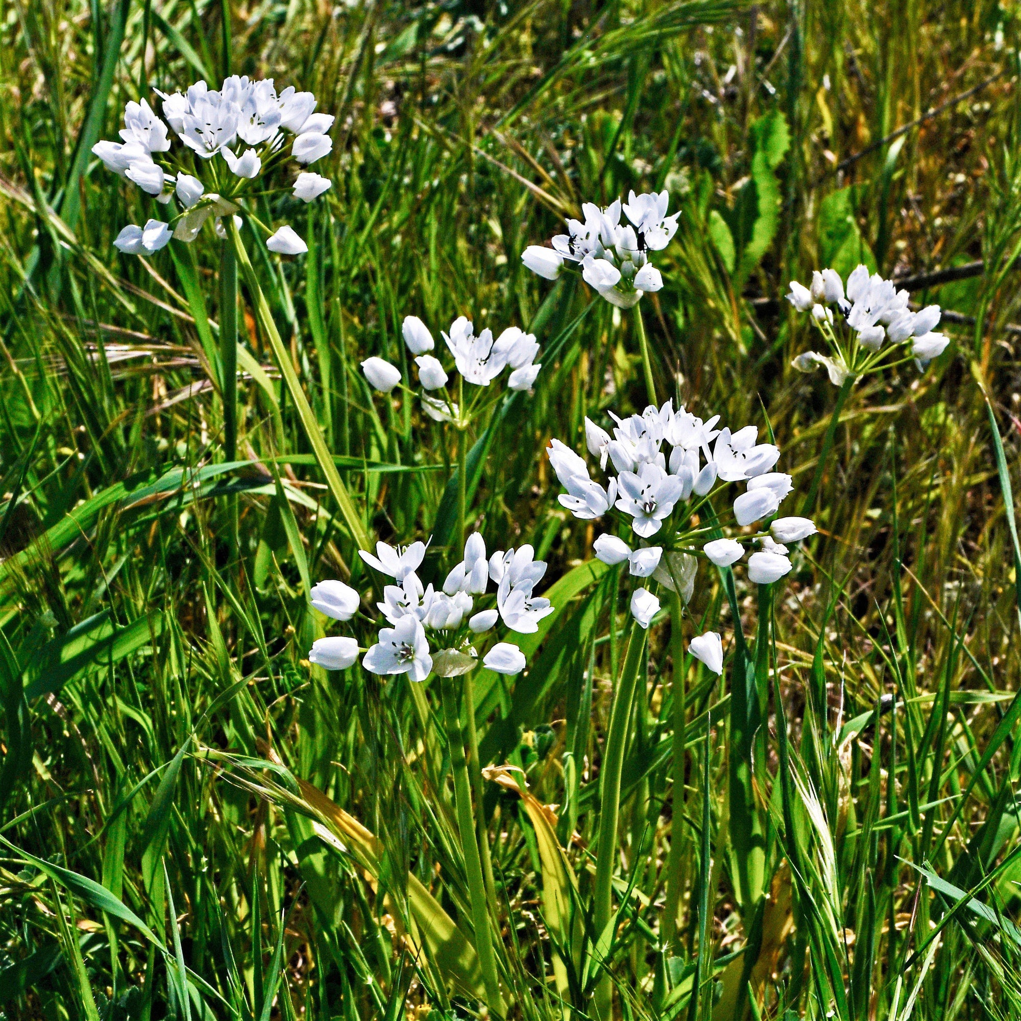 Allium - Neapolitanum Naples Garlic