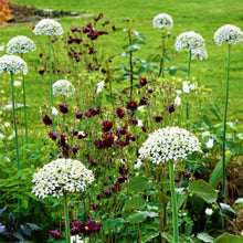 Allium - Nigrum