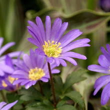 Anemone - Blanda Blue Shades