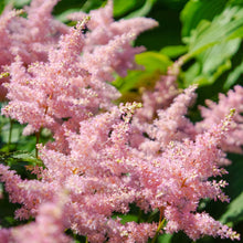 Astilbe - Europa