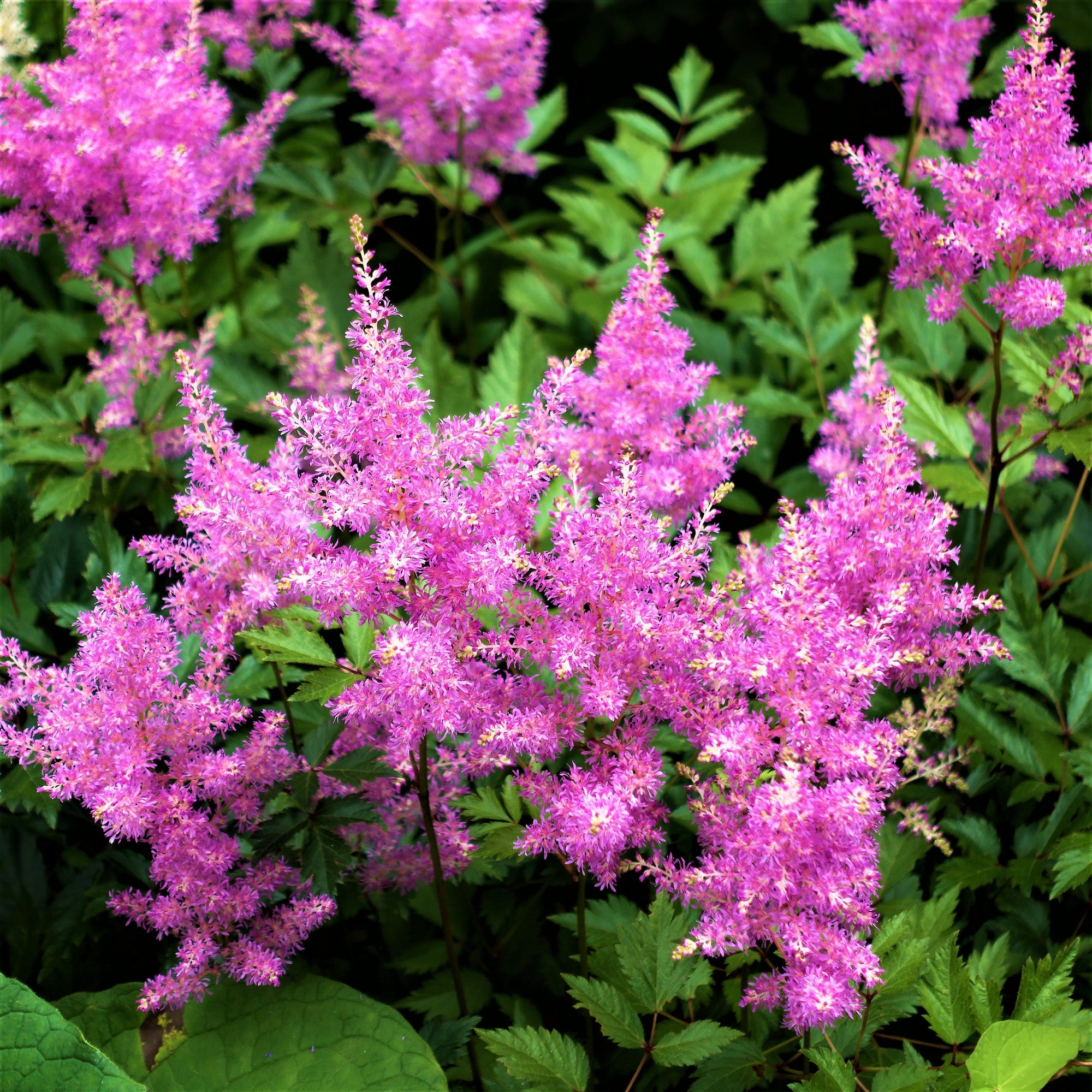 Astilbe - Vision