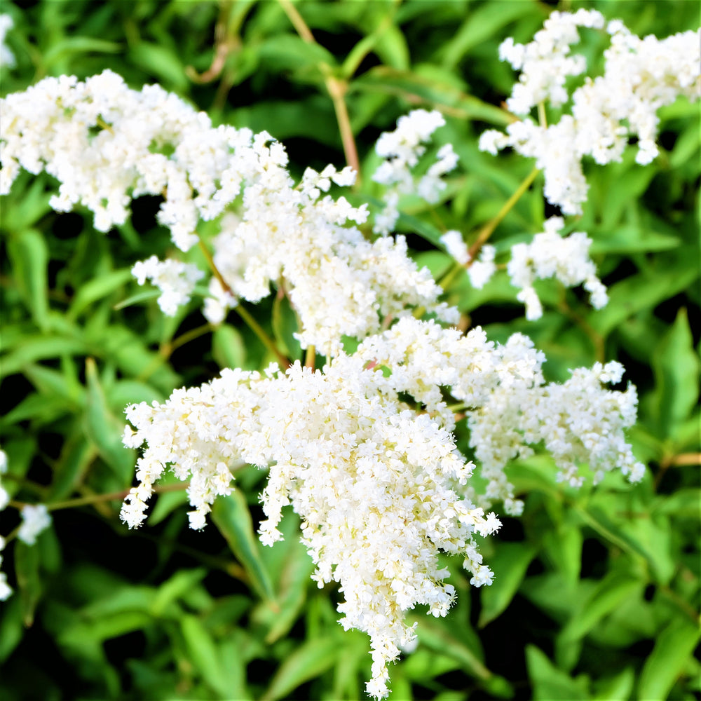 Astilbe - Younique White