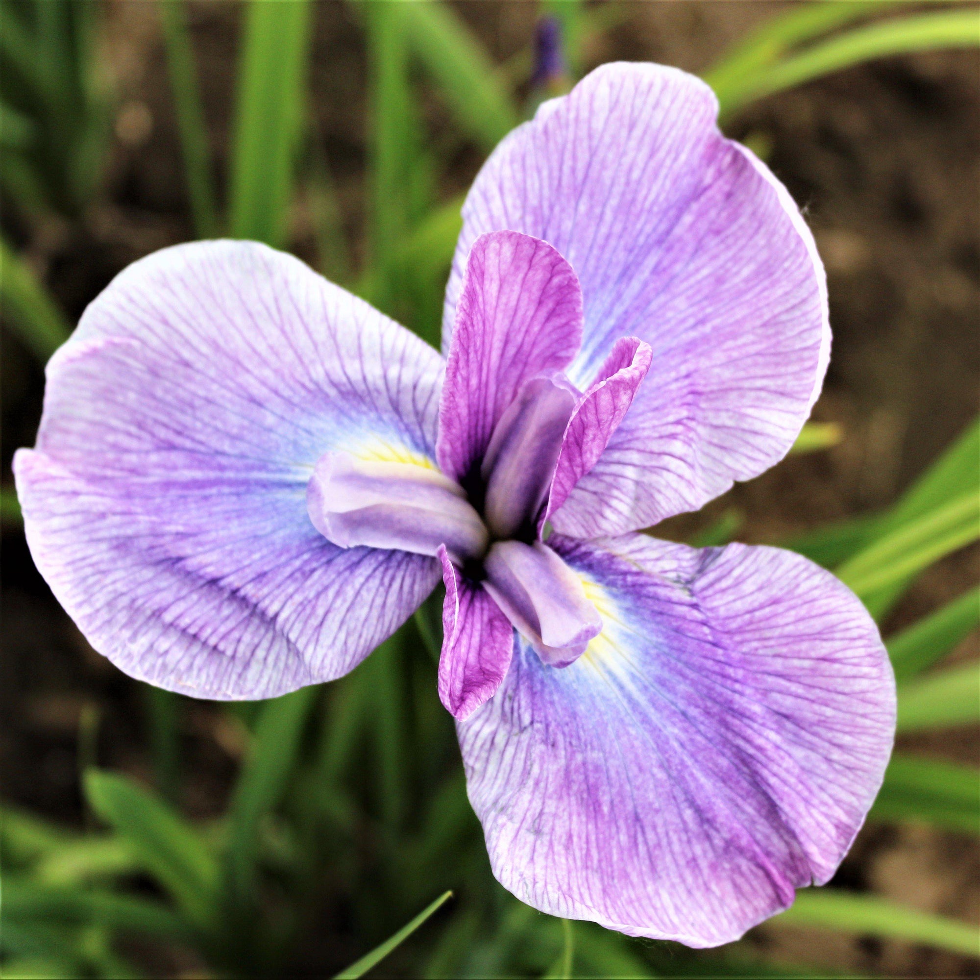 Japanese Iris - Geisha Girl
