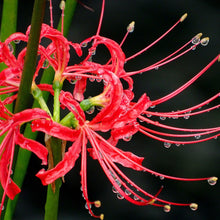 Lycoris - Radiata Red