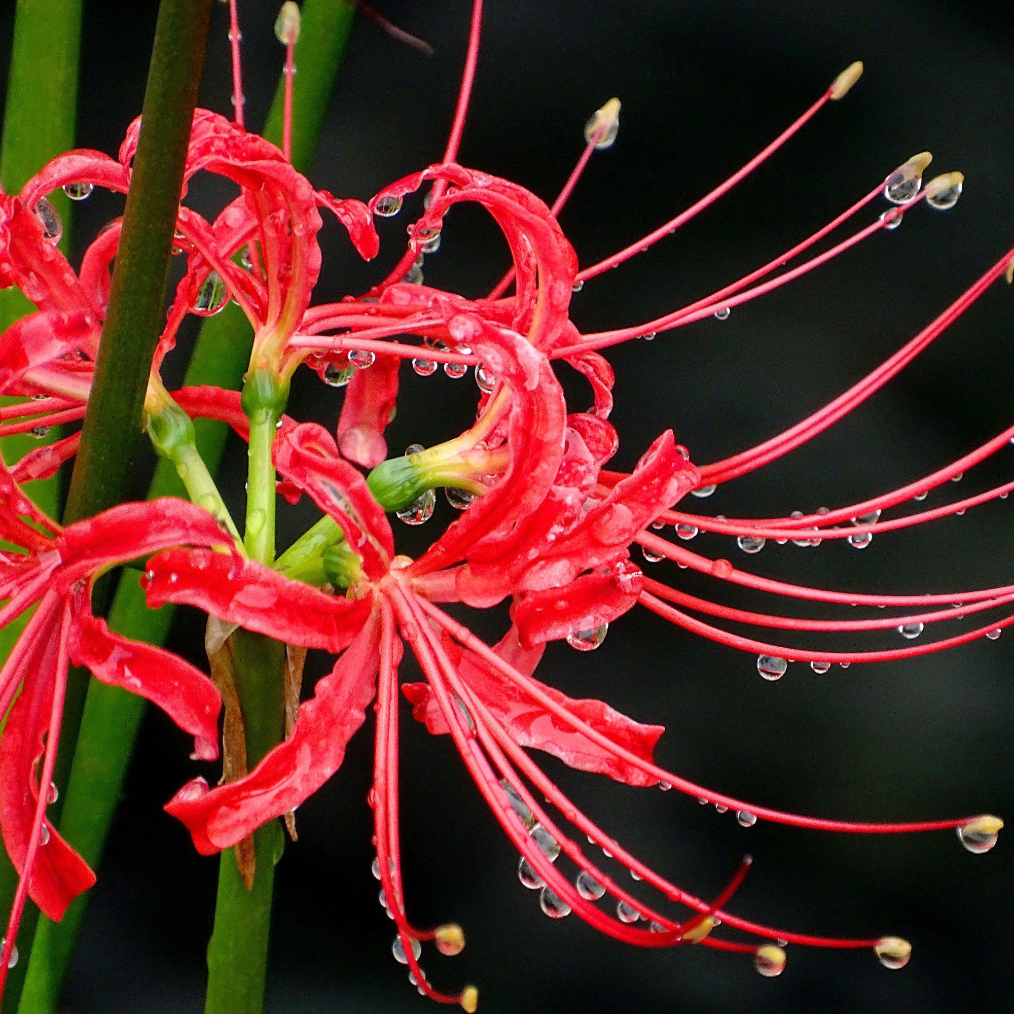 Lycoris - Radiata Red