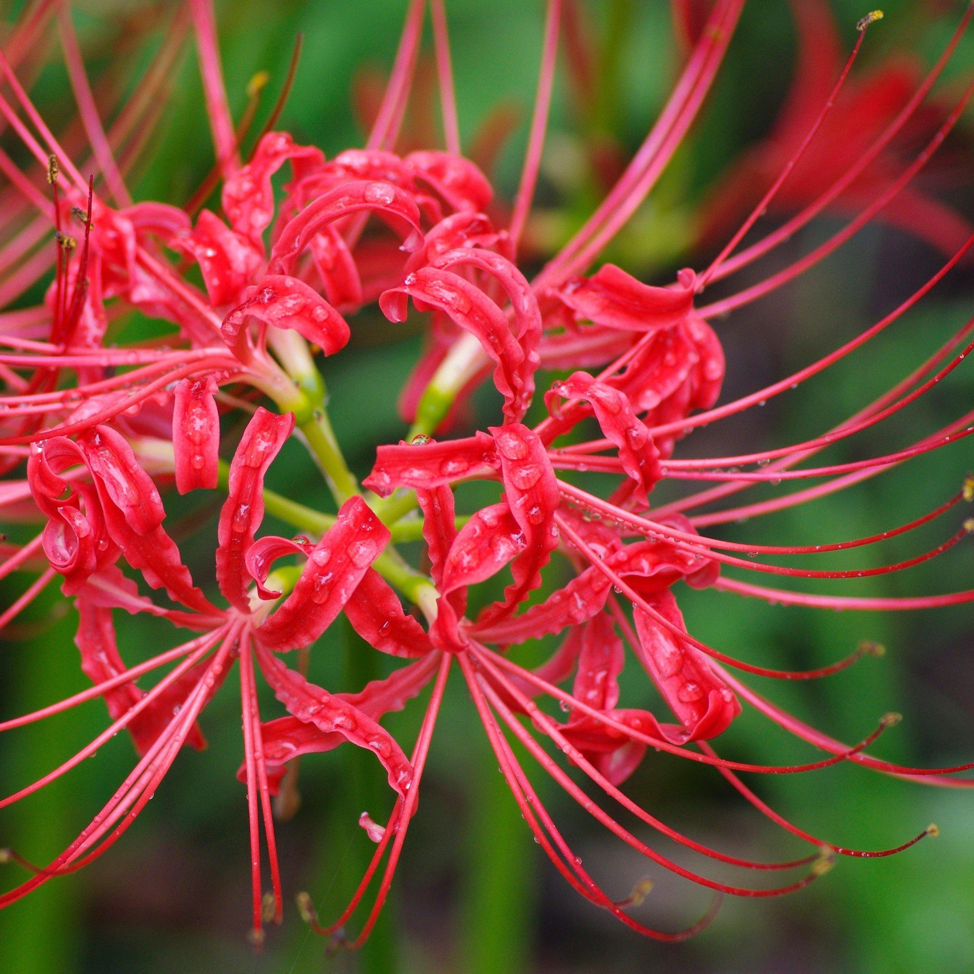 Lycoris - Radiata Red