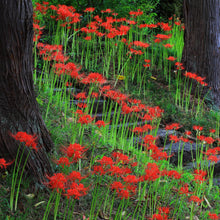 Lycoris - Radiata Red