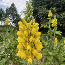 Thermopsis villosa (Carolina Lupine) 1G