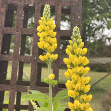 Thermopsis villosa (Carolina Lupine) 1G