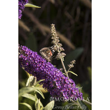 Black Knight Butterfly Bush