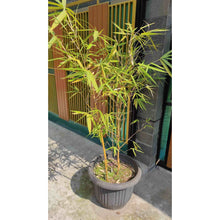 Golden Goddess Bamboo