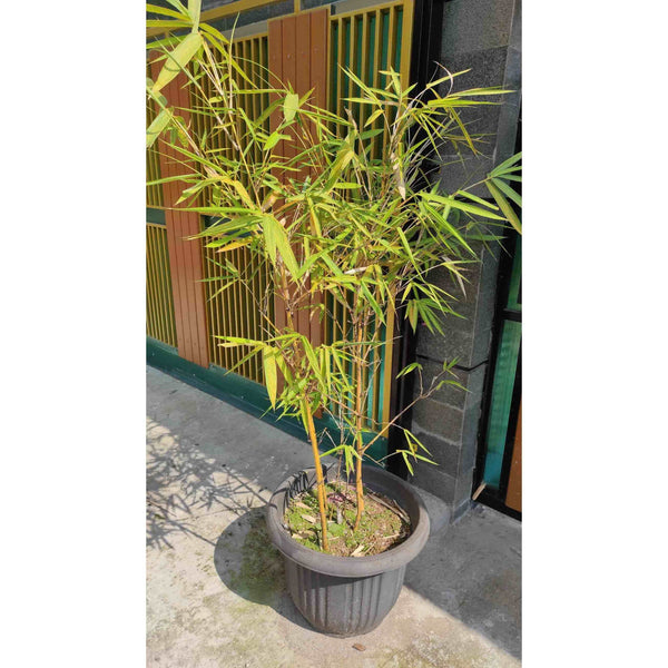 Golden Goddess Bamboo