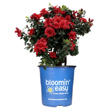 Ever After™ Ruby Azalea