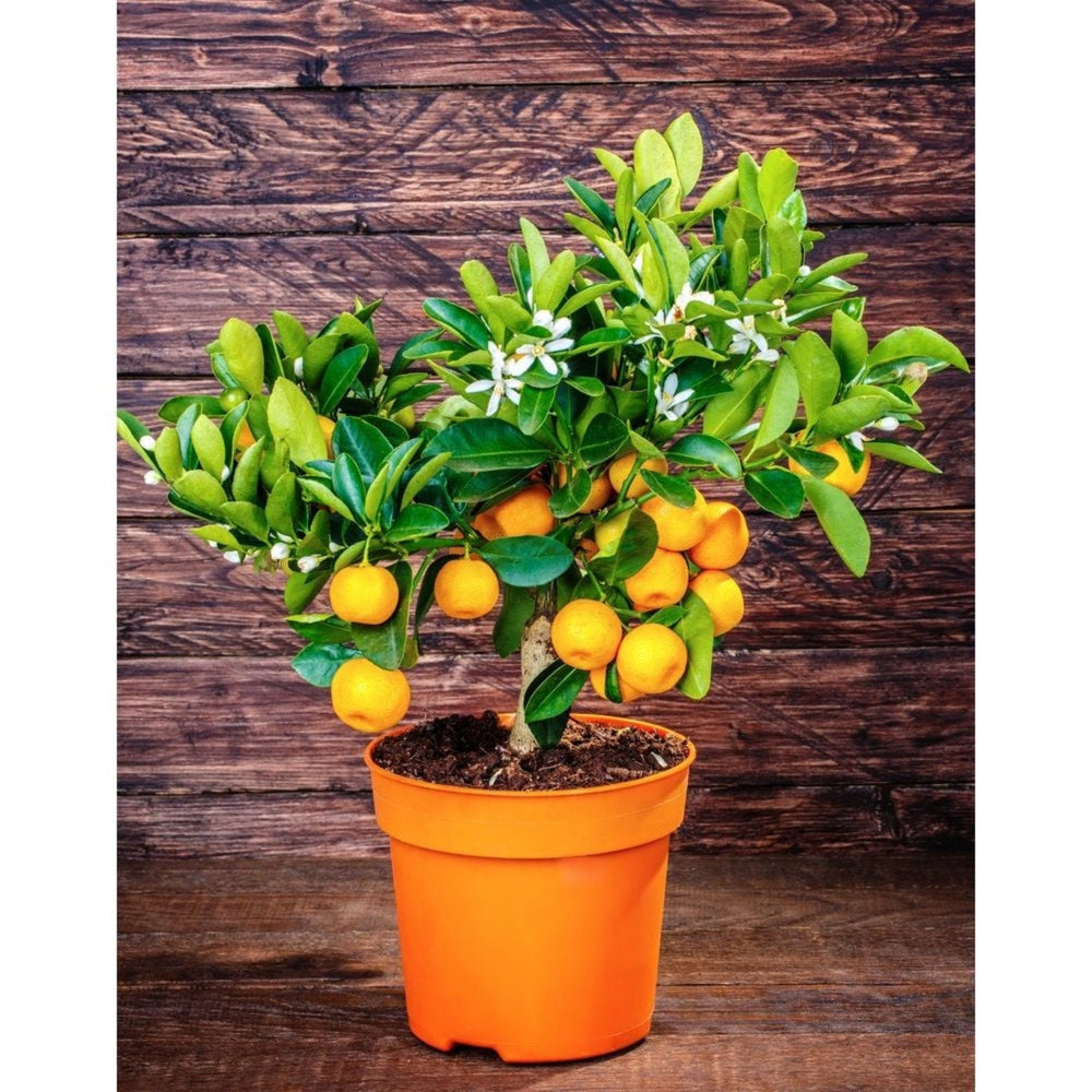 California Honey Mandarin Tree